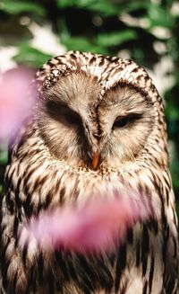 Close-up of owl