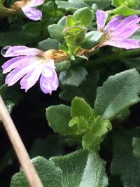 Close-up of flowers blooming in water