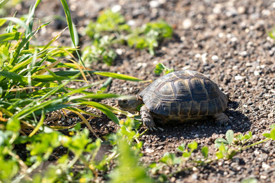 Close-up of turtle on field