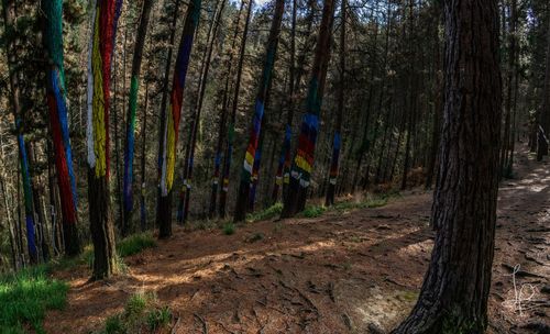 Panoramic shot of trees in forest