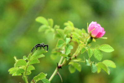 Close-up of insect on pink flower