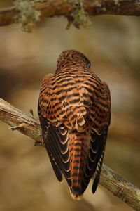 Close-up of bird perching on a branch