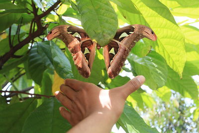 Cropped hand of person reaching butterfly by leaves