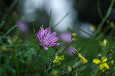 Close-up of pink crocus flowers