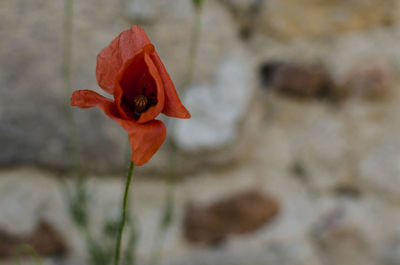 Close-up of red poppy