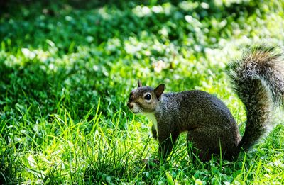 Squirrel on grass