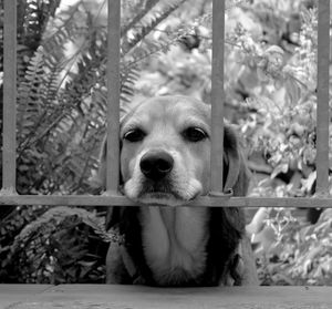 Close-up portrait of a dog