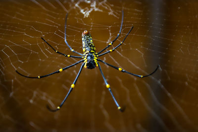 Close-up of spider on web