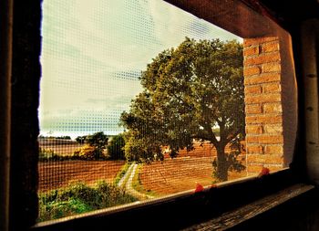 Trees against sky seen through window