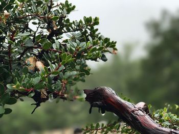 Close-up of fresh green plant