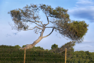 Tree on field against sky