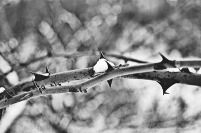 Close-up of bird on branch