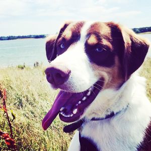 Close-up of dog on field