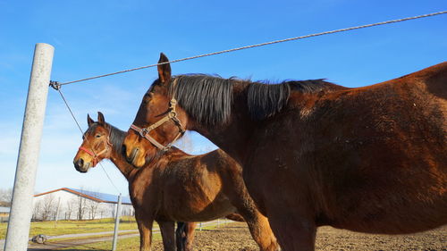 Horse standing in field against sky