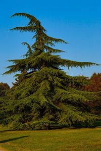 Low angle view of trees against clear blue sky