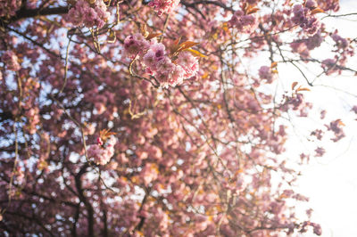 Low angle view of cherry blossom