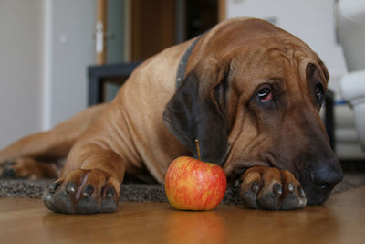 Close-up of dog