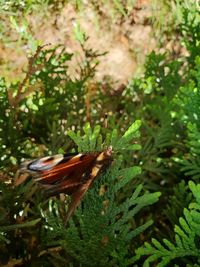 Close-up of butterfly on plant