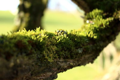 Plant growing on tree