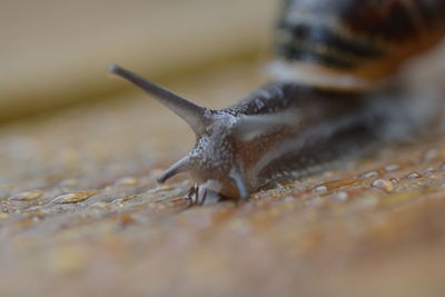 Snail pace
