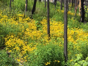 Yellow flowers blooming in field