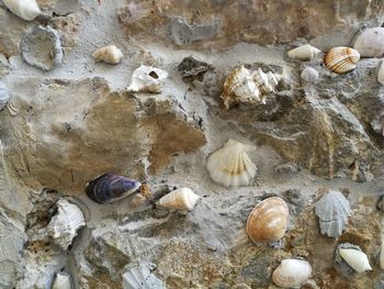 High angle view of seashells on rock