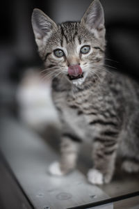Portrait of tabby kitten