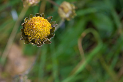 Close-up of wilted flower