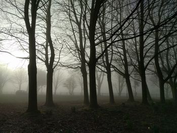 Bare trees on field in foggy weather