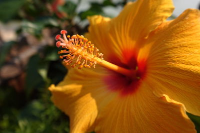 Close-up of orange day lily blooming outdoors