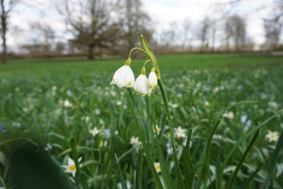 Close-up of white flower on field