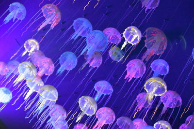 Low angle view of jellyfish swimming in aquarium