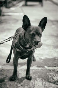 Close-up of dog at park