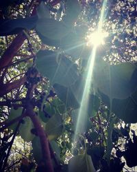 Sun shining through trees