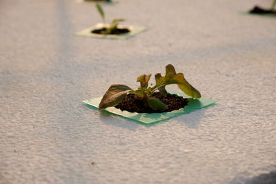 High angle view of potted plant