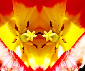 Close-up of yellow flower