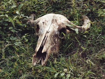 Close-up of animal skull on field