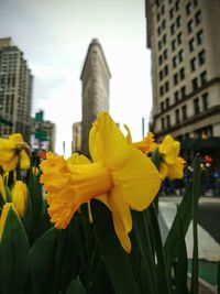 Close-up of yellow flower in city