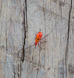 Close-up of insect on wood