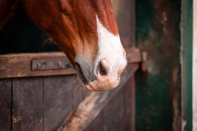 Horse looking out of outdoor box, cute animals, lusitano breed.