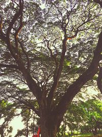 Low angle view of tree