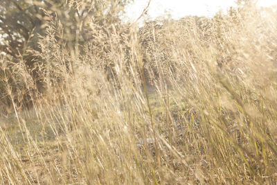 Full frame shot of stalks in field