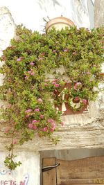 Close-up of potted plants against wall