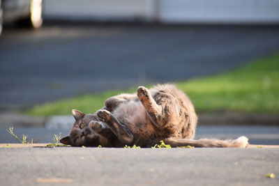 Dog sleeping in a city