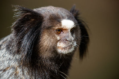 The black-tufted marmoset or star marmoset, t, marmoset, is a species of monkey from the new world.