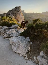 View of a horse on rock