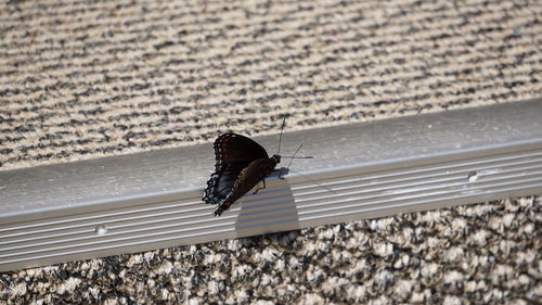 Close-up of insect on beach