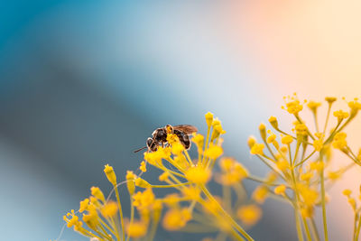 Close-up of bee pollinating on yellow flower