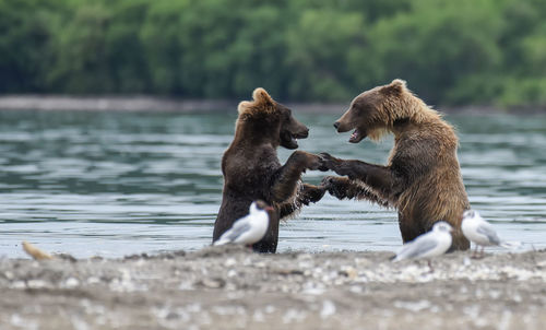Polar bears playing in lake