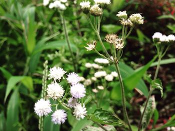 Close-up of white flowers